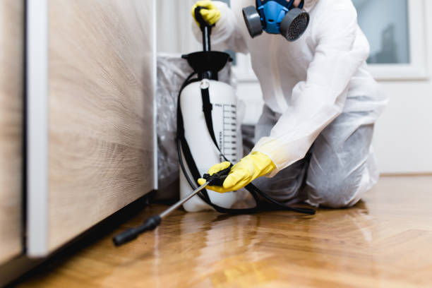 Best Termite Control Services  in Hillsboro Beach, FL