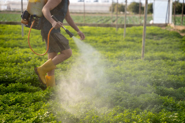 Best Affordable Pest Control Services  in Hillsboro Beach, FL