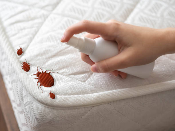 Best Termite Control Services  in Hillsboro Beach, FL